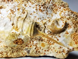 Spiniloma longispina and Lamelliphorus - Upper Bajocian - Evrecy (14), France