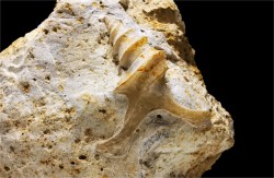 Pietteia hamus and Pyrgotrochus - Upper Bajocian - Evrecy (14), France