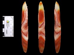 Agate from Alashan, Chinese Mongolia