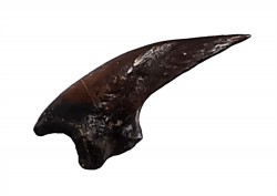theropod dinosaur claw (indet.) - Maastrichtian (South Dakota)