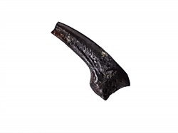 theropod dinosaur claw (indet.) - Maastrichtian (South Dakota)