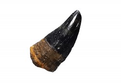 dent de dinosaure théropode - Maastrichtien (Sud Dakota)