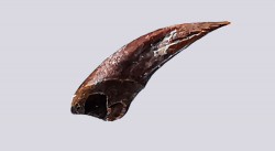 griffe de dinosaure théropode indét. - Maastrichtien (Sud Dakota)