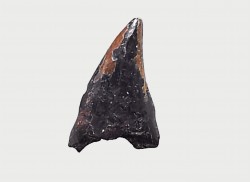 dent de dinosaure théropode Sauronitholestes langstoni - Maastrichtien (Sud Dakota)