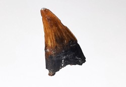 dent de dinosaure théropode Sauronitholestes langstoni- Maastrichtien (Sud Dakota)