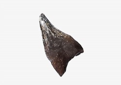 dinosaur tooth (theropod) Sauronitholestes langstoni- Maastrichtian (South Dakota)