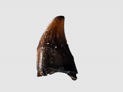 dent de dinosaure théropode Sauronitholestes langstoni - Maastrichtien (Sud Dakota)