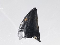 dinosaur tooth (theropod) Sauronitholestes langstoni- Maastrichtian (South Dakota)