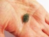 TECTITE: Moldavite (9)