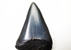 Dent fossile du GRAND REQUIN BLANC : Carcharodon carcharias