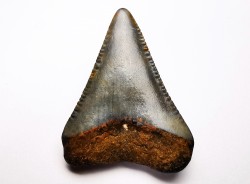 Dent fossile du GRAND REQUIN BLANC : Carcharodon carcharias