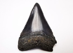 Dent fossile du GRAND REQUIN BLANC : Carcharodon carcharias