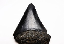 Dent fossile du GRAND REQUIN BLANC : Carcharodon carcharias