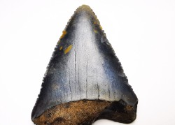 Dent fossile du GRAND REQUIN BLANC : Carcharodon carcharias