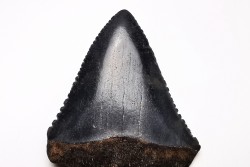 Dent fossile du GRAND REQUIN BLANC : Carcharodon carcharias