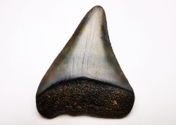 Dent fossile du GRAND REQUIN BLANC : Carcharodon carcharias