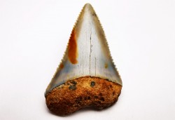 Dent fossile du GRAND REQUIN BLANC : Carcharodon carcharias