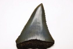 Dent fossile du GRAND REQUIN BLANC : Carcharodon carcharias