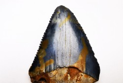 Dent fossile du GRAND REQUIN BLANC : Carcharodon carcharias