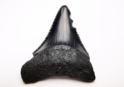 Dent fossile du GRAND REQUIN BLANC : Carcharodon carcharias