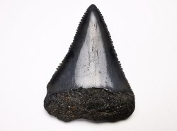 Dent fossile du GRAND REQUIN BLANC : Carcharodon carcharias