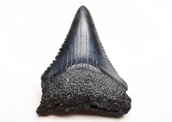 Dent fossile du GRAND REQUIN BLANC : Carcharodon carcharias
