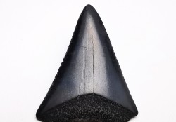 Dent fossile du GRAND REQUIN BLANC : Carcharodon carcharias