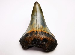 Dent fossile du GRAND REQUIN BLANC : Carcharodon carcharias