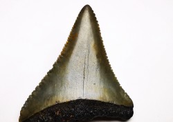 Fossil tooth of Great white shark: Carcharodon carcharias