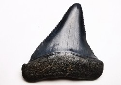 Dent fossile du GRAND REQUIN BLANC : Carcharodon carcharias