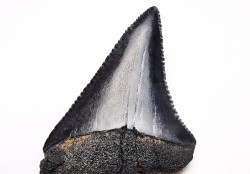 Fossil tooth of Great white shark: Carcharodon carcharias