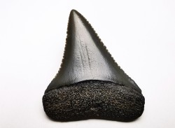 Dent fossile du GRAND REQUIN BLANC : Carcharodon carcharias
