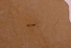 Insect: Diptera   Stampian (Oligocene)   Forcalquier area - Provence - France