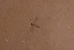 Insect: Diptera   Stampian (Oligocene)   Forcalquier area - Provence - France