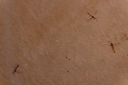 Insect: Diptera   Stampian (Oligocene)   Forcalquier area - Provence - France