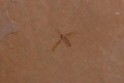 Insect: Diptera   Stampian (Oligocene)   Forcalquier area - Provence - France