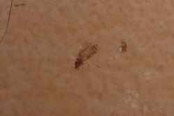 Insect: Diptera   Stampian (Oligocene)   Forcalquier area - Provence - France