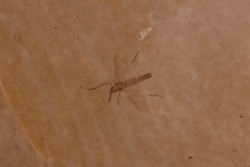 Insect: Diptera   Stampian (Oligocene)   Forcalquier area - Provence - France