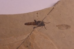 Insect: Diptera   Stampian (Oligocene)   Forcalquier area - Provence - France