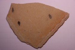 Insect Libellule larva  Oryctodiplax gypsorum  Miocene,  Piemont Area Santa Vittoria, Italiy