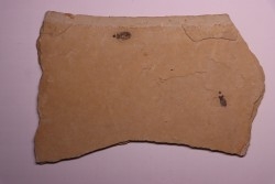 larve de Libellule: Oryctodiplax gypsorum - Miocene,  , Italie