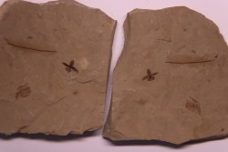 Fleur - eocene - green river fmt - Utah - USA