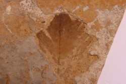 Plume d'oiseau - stampien (oligocène)  région de Forcalquier - (04)- France