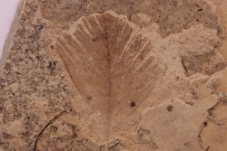 Plume d'oiseau - stampien (oligocène)  région de Forcalquier - (04)- France