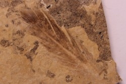 bird feather - stampien (oligocène)  Forcalquier area - (04)- France