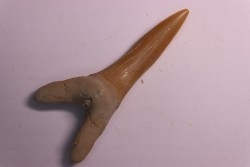 Scapanorhynchus rapax  Maastrichtian  Ben Guerir – MOROCCO