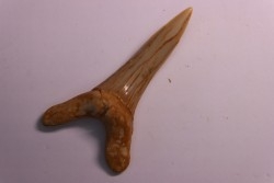 Scapanorhynchus rapax  Maastrichtian  Ben Guerir – MOROCCO