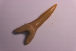 Scapanorhynchus rapax  Maestrichtien  Ben Guerir, Maroc