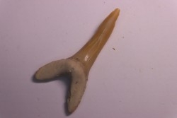 Scapanorhynchus rapax  Maastrichtian  Ben Guerir – MOROCCO