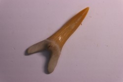 Scapanorhynchus rapax  Maestrichtien  Ben Guerir, Maroc